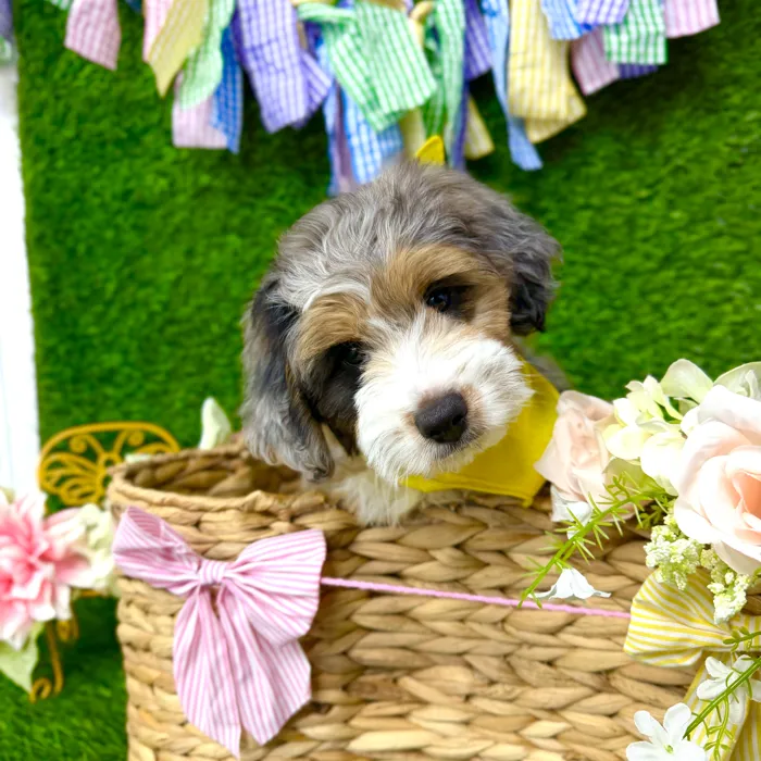 Male Aussie-Poo puppy named Spot for sale at Puppy Dreams Puyallup.
