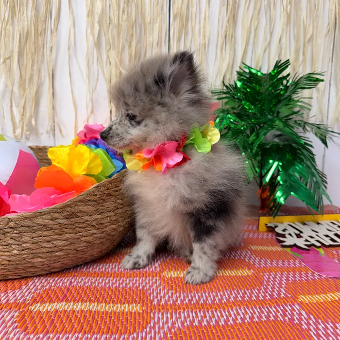 Male Pomeranian puppy named Steel for sale at Puppy Dreams Puyallup.