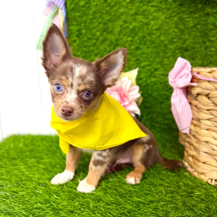 Male Chihuahua puppy named Patches for sale at Puppy Dreams Puyallup.