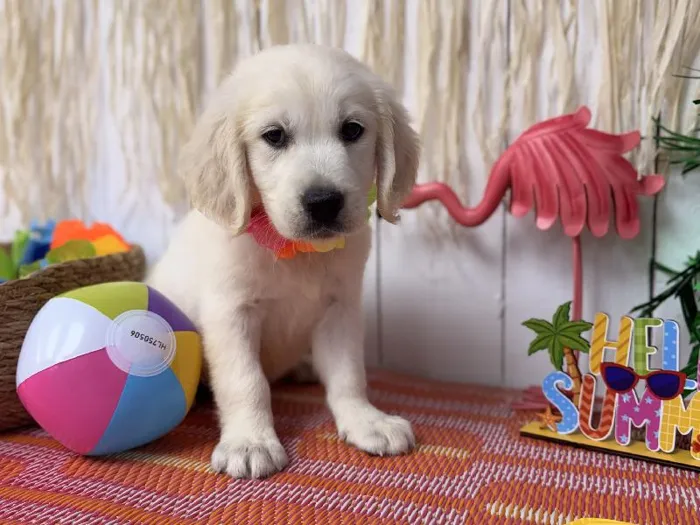 Female Golden Retriever puppy named Heaven for sale at Puppy Dreams Puyallup.