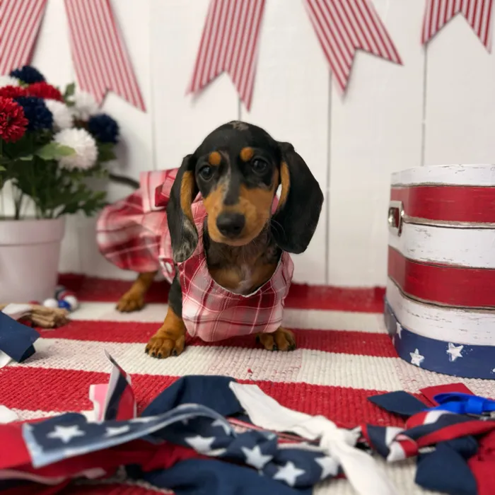 Female Dachshund puppy named Luna for sale at Puppy Dreams Puyallup.