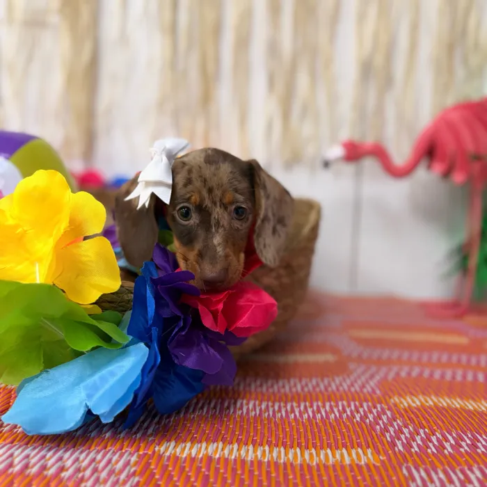 Female Dachshund puppy named Almond for sale at Puppy Dreams Puyallup.