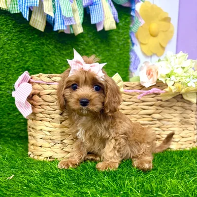 Female Cavapoo puppy named Autumn for sale at Puppy Dreams Puyallup.