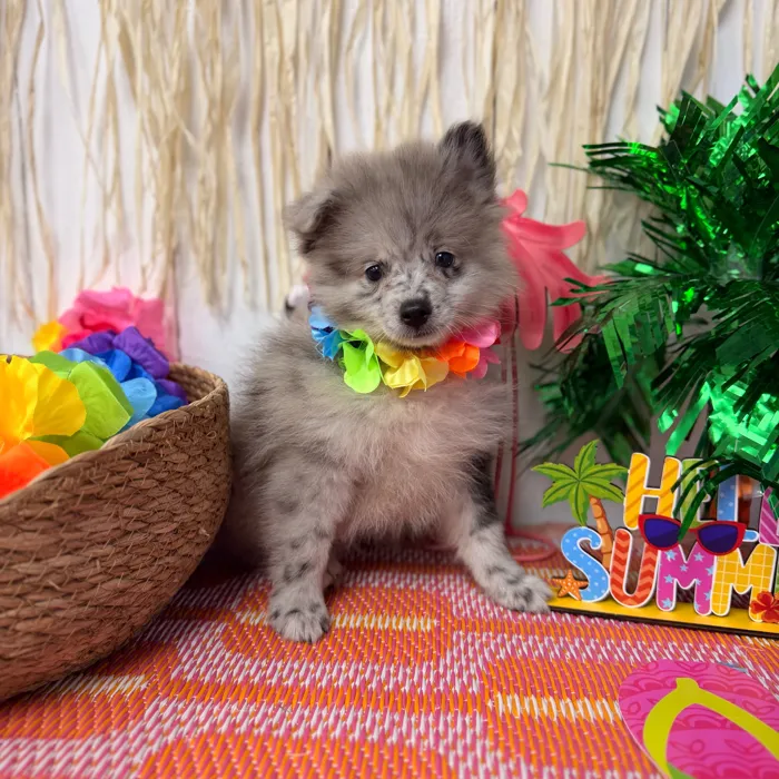 Male Pomeranian puppy named Steel for sale at Puppy Dreams Puyallup.