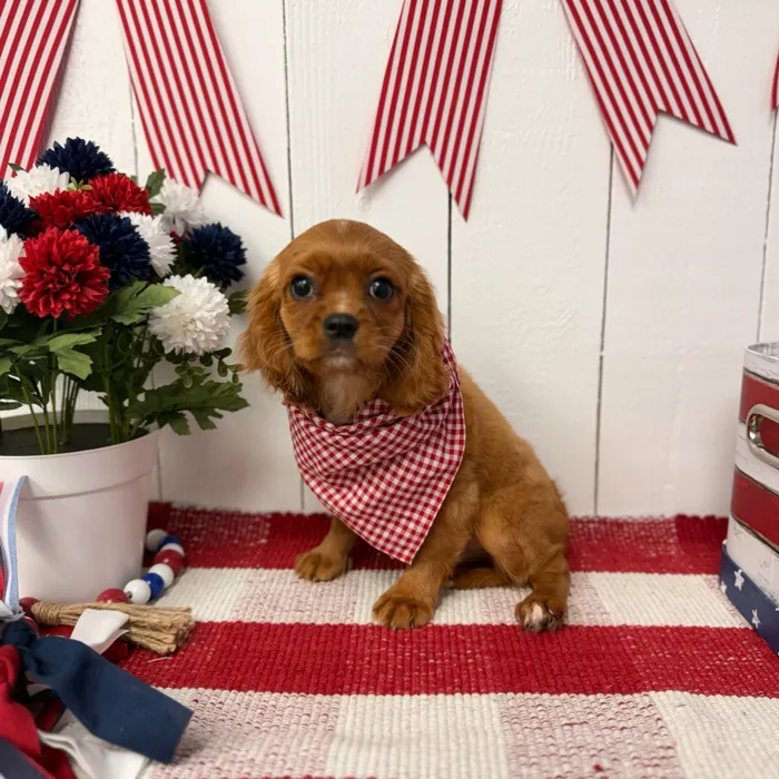 Male Cavalier King Charles Spaniel puppy named Maxwell for sale at Puppy Dreams Puyallup.
