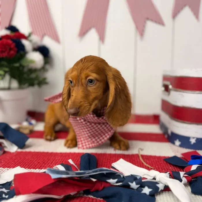 Male Dachshund puppy named Cosmo for sale at Puppy Dreams Puyallup.
