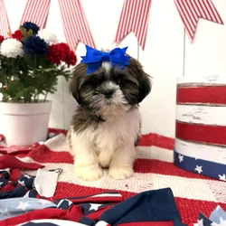 Female Shih Tzu puppy named Mocha for sale at Puppy Dreams Puyallup.