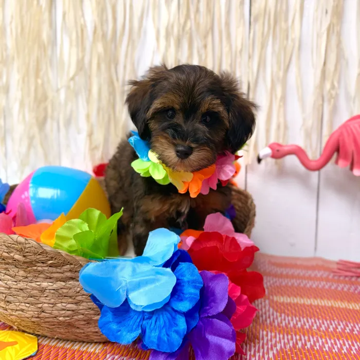 Male Schnoodle puppy named Whiskey for sale at Puppy Dreams Puyallup.