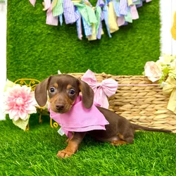 Female Dachshund puppy named Nala for sale at Puppy Dreams Puyallup.