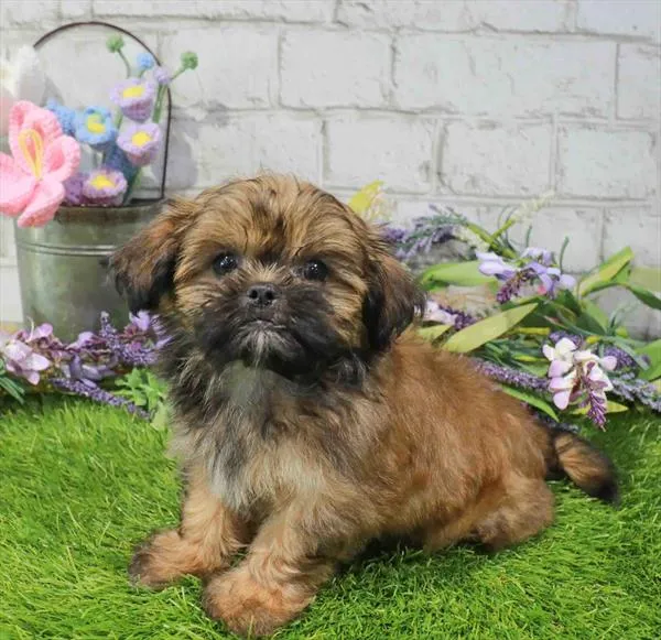 Male Shih Tzu puppy named Grizzly for sale at Puppy Dreams Puyallup.