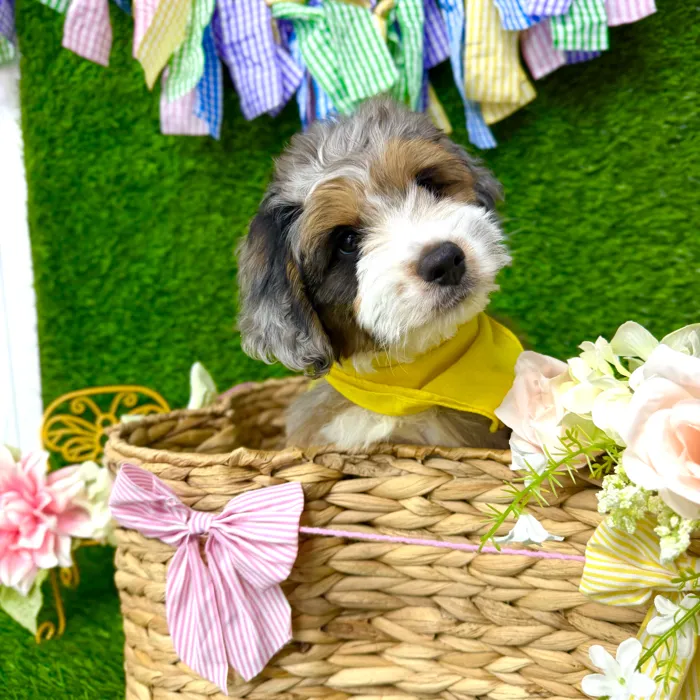 Male Aussie-Poo puppy named Spot for sale at Puppy Dreams Puyallup.