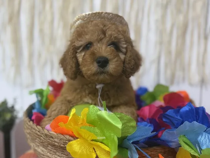 Male Mini Goldendoodle puppy named Bear for sale at Puppy Dreams Puyallup.