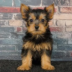 Female Yorkie puppy for sale at Puppy Dreams Puyallup.