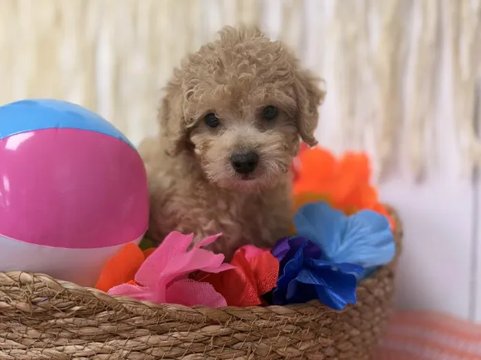 Male Maltipoo puppy named Angel for sale at Puppy Dreams Puyallup.