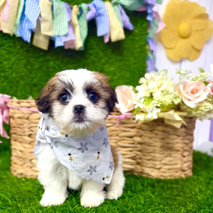 Male Teddy Bear puppy named Maverick for sale at Puppy Dreams Puyallup.