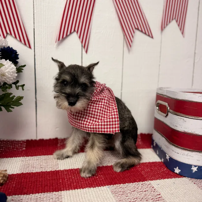 Male Mini Schnauzer puppy named Smokey for sale at Puppy Dreams Puyallup.