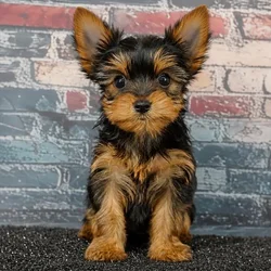Female Yorkie puppy for sale at Puppy Dreams Puyallup.