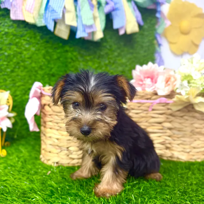 Female Morkie puppy named Maple for sale at Puppy Dreams Puyallup.