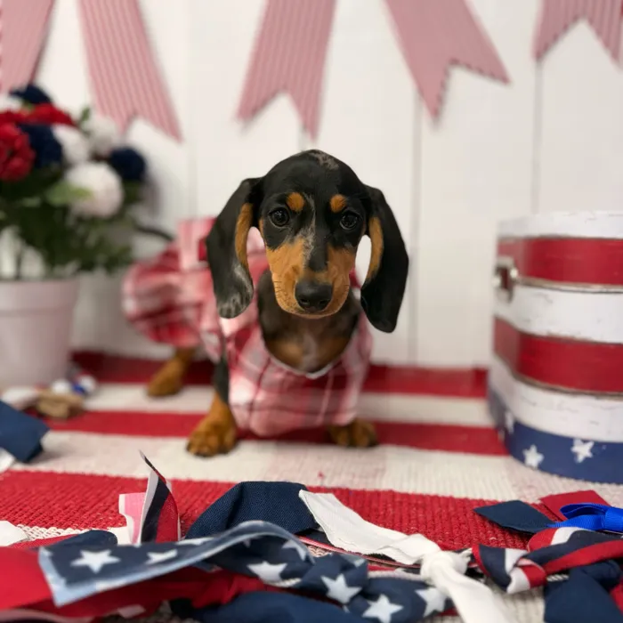Female Dachshund puppy named Luna for sale at Puppy Dreams Puyallup.