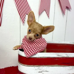 Male Chihuahua puppy named Freckles for sale at Puppy Dreams Puyallup.