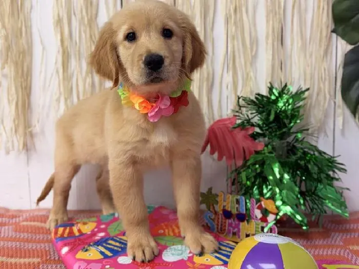Female Golden Retriever puppy named Marley for sale at Puppy Dreams Puyallup.