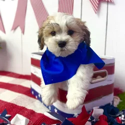 Male Teddy Bear puppy named Theo for sale at Puppy Dreams Puyallup.