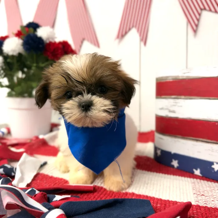 Male Shih Tzu puppy named Espresso for sale at Puppy Dreams Puyallup.