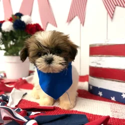 Male Shih Tzu puppy named Espresso for sale at Puppy Dreams Puyallup.