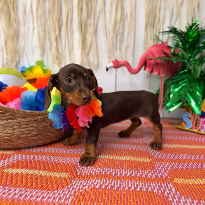 Female Dachshund puppy named Pecan for sale at Puppy Dreams Puyallup.