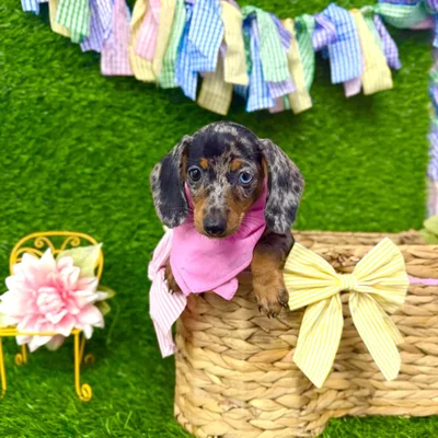 Female Dachshund puppy named Sarabi for sale at Puppy Dreams Puyallup.