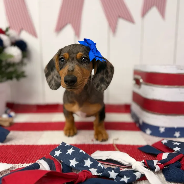 Female Dachshund puppy named Celeste for sale at Puppy Dreams Puyallup.