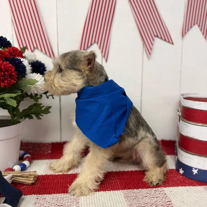 Male Mini Schnauzer puppy named Pepper for sale at Puppy Dreams Puyallup.