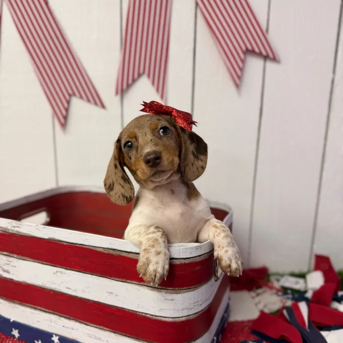 Female Dachshund puppy named Wren for sale at Puppy Dreams Puyallup.