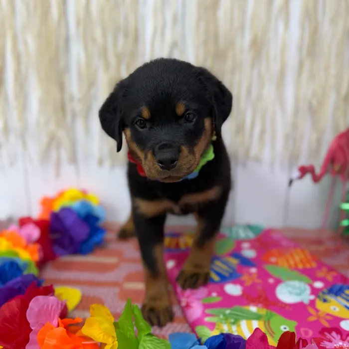 Female Rottweiler puppy named Briar for sale at Puppy Dreams Puyallup.