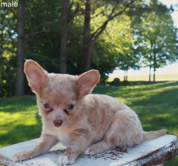 Male Chihuahua puppy named Freckles for sale at Puppy Dreams Puyallup.