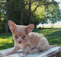 Male Chihuahua puppy named Freckles for sale at Puppy Dreams Puyallup.