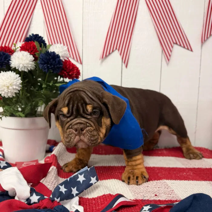 Male English Bulldog puppy named Hershey for sale at Puppy Dreams Puyallup.