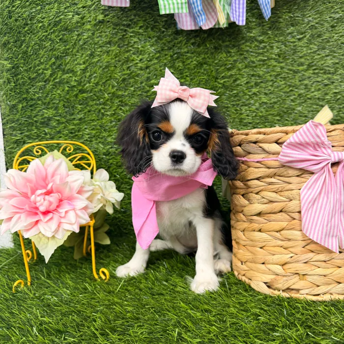 Female Cavalier King Charles Spaniel puppy named Ivy for sale at Puppy Dreams Puyallup.
