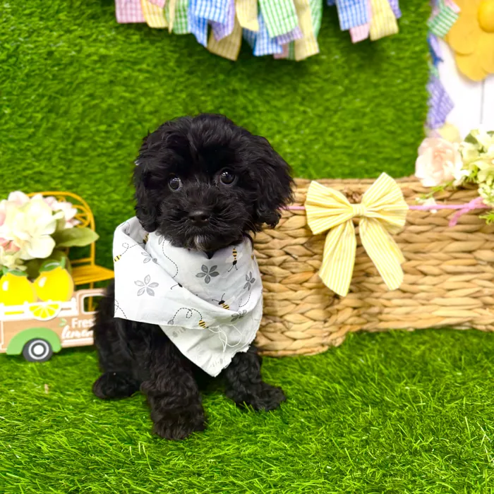 Male Cavapoo puppy named Bear for sale at Puppy Dreams Puyallup.