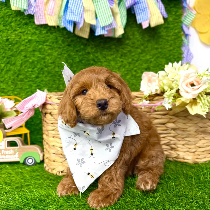 Male Cockapoo puppy named Copper for sale at Puppy Dreams Puyallup.