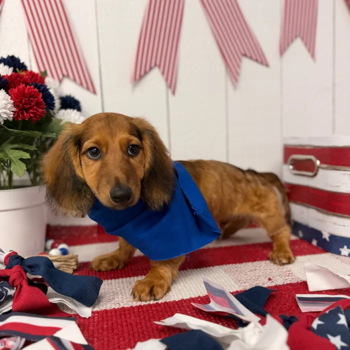 Male Dachshund puppy named Rocket for sale at Puppy Dreams Puyallup.