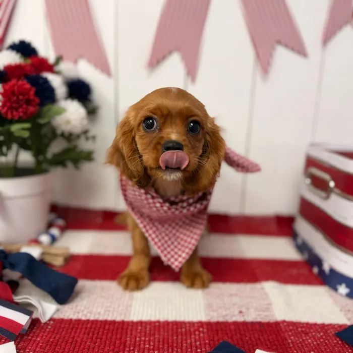Male Cavalier King Charles Spaniel puppy named Maxwell for sale at Puppy Dreams Puyallup.