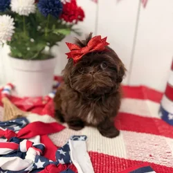 Female Shih Tzu puppy named Bean for sale at Puppy Dreams Puyallup.