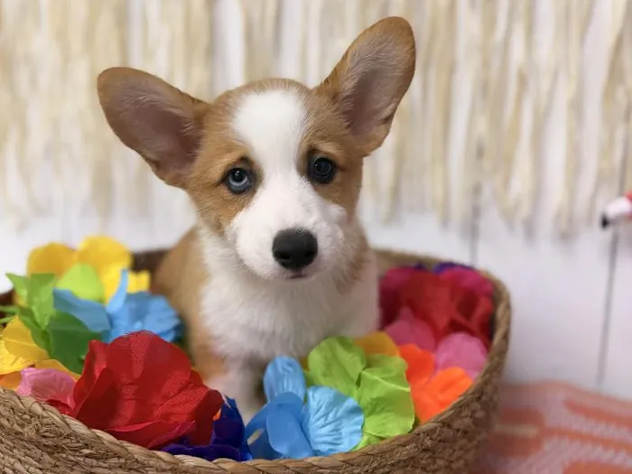 Male Pembroke Welsh Corgi puppy named Winston for sale at Puppy Dreams Puyallup.