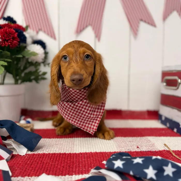 Male Dachshund puppy named Cosmo for sale at Puppy Dreams Puyallup.