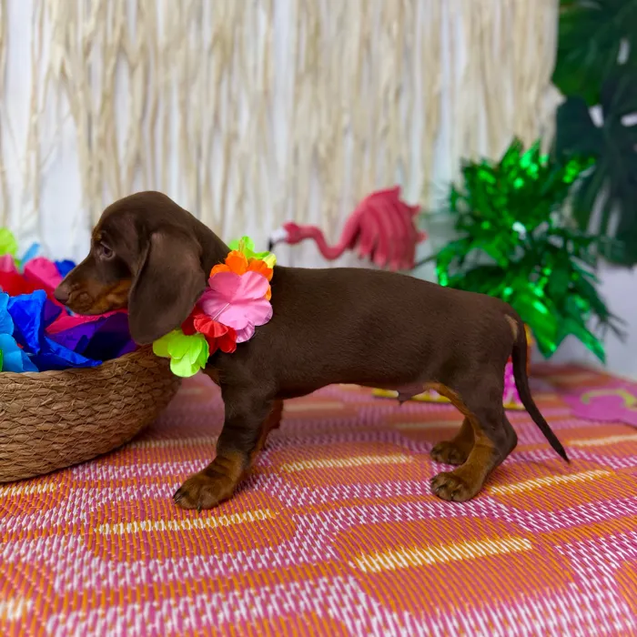 Male Dachshund puppy named Peanut for sale at Puppy Dreams Puyallup.