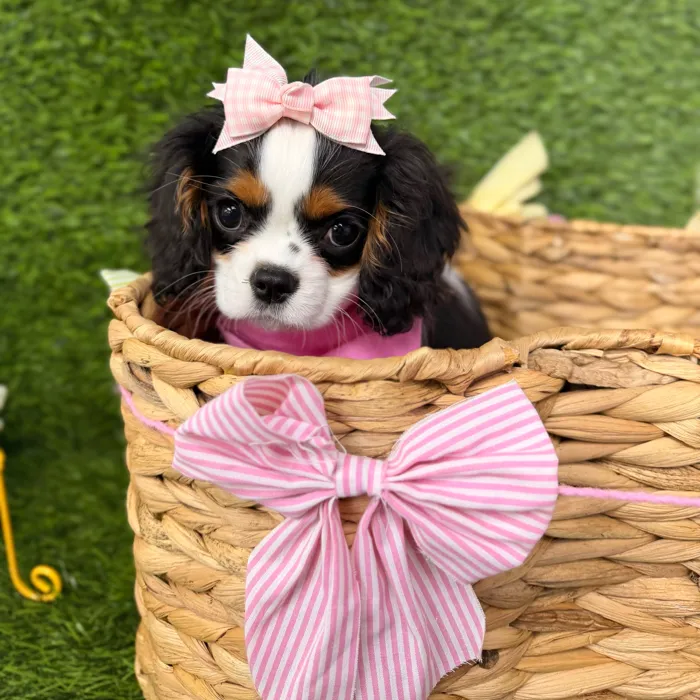 Female Cavalier King Charles Spaniel puppy named Ivy for sale at Puppy Dreams Puyallup.