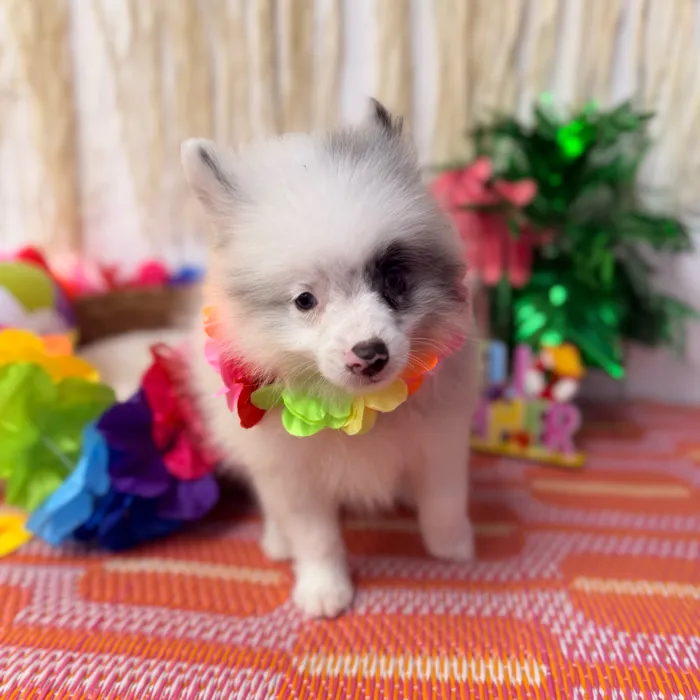 Male Pomeranian puppy named Sterling for sale at Puppy Dreams Puyallup.