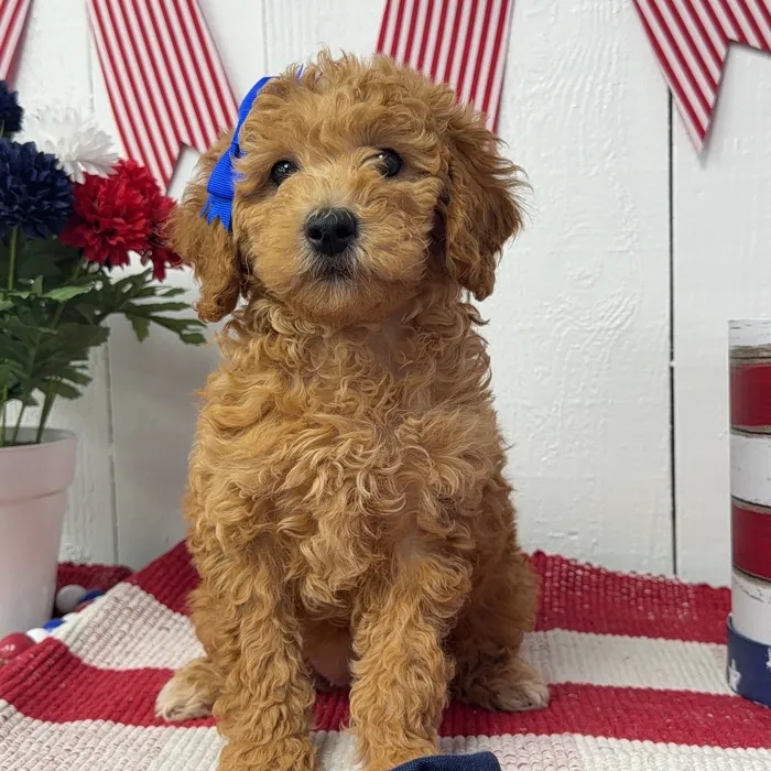 Female Mini Goldendoodle puppy named Maple for sale at Puppy Dreams Puyallup.