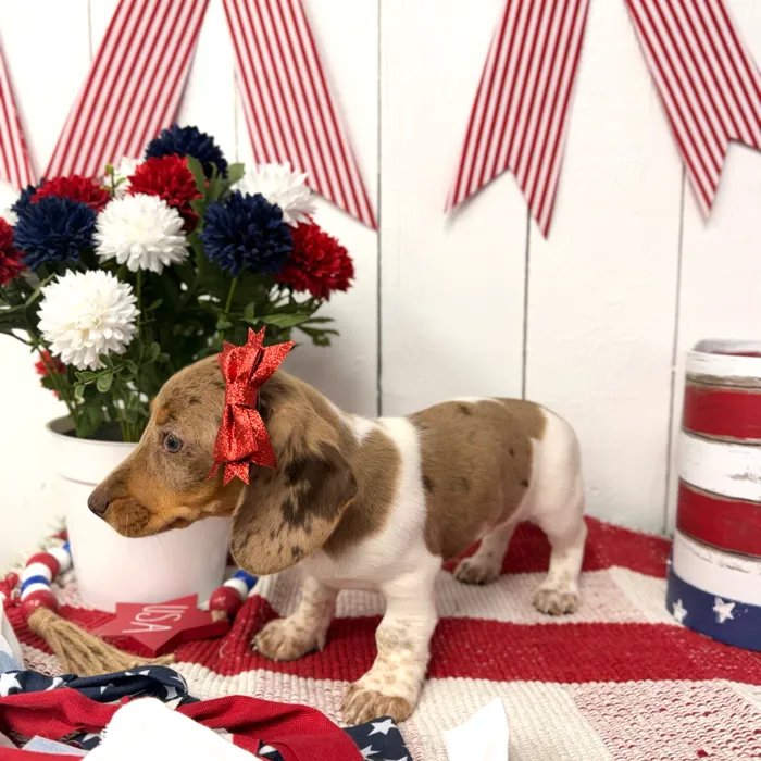 Female Dachshund puppy named Wren for sale at Puppy Dreams Puyallup.